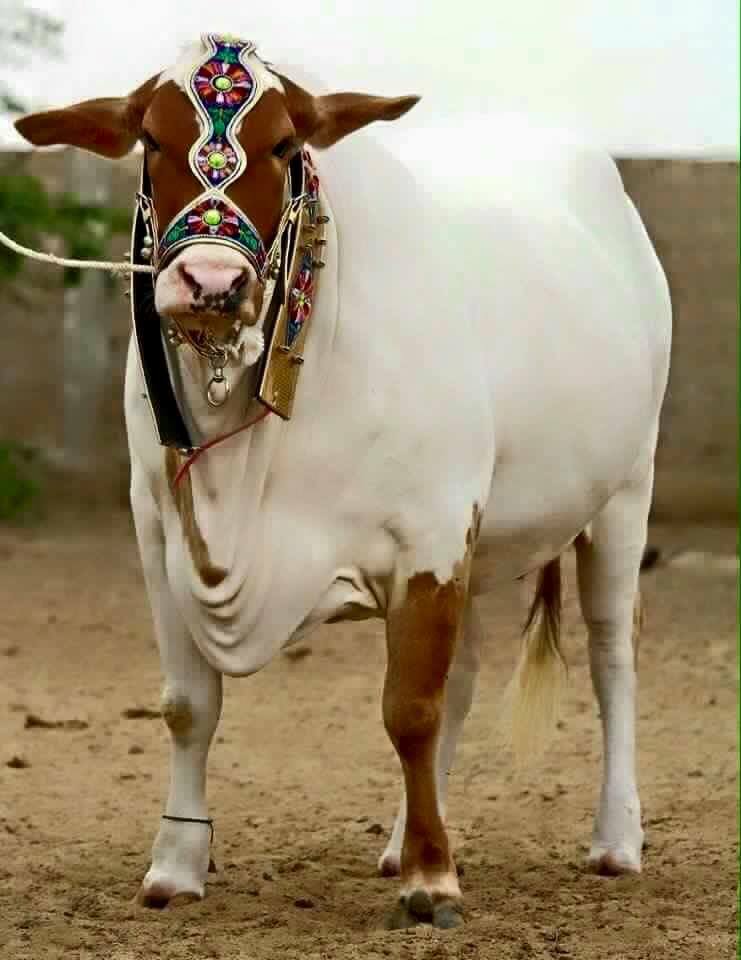 Funny Bakra Sms Eid Wallpapers & Pics  NewSmsFree