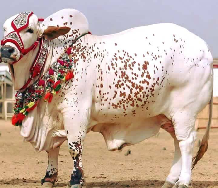 Funny Bakra Sms Eid Wallpapers & Pics